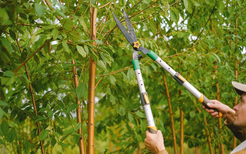Tree trimming in Macarthur, WV